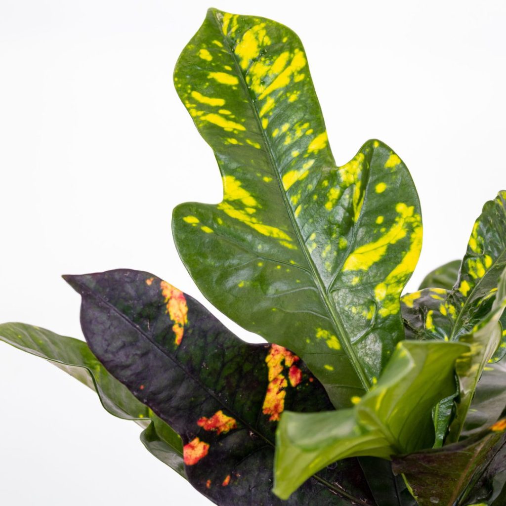 Il Codiaeum, noto come croton, è una pianta tropicale che cresce facilmente con pochi consigli utili.