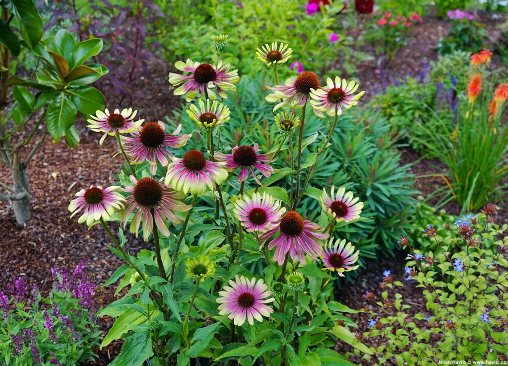 coltivare l'echinacea