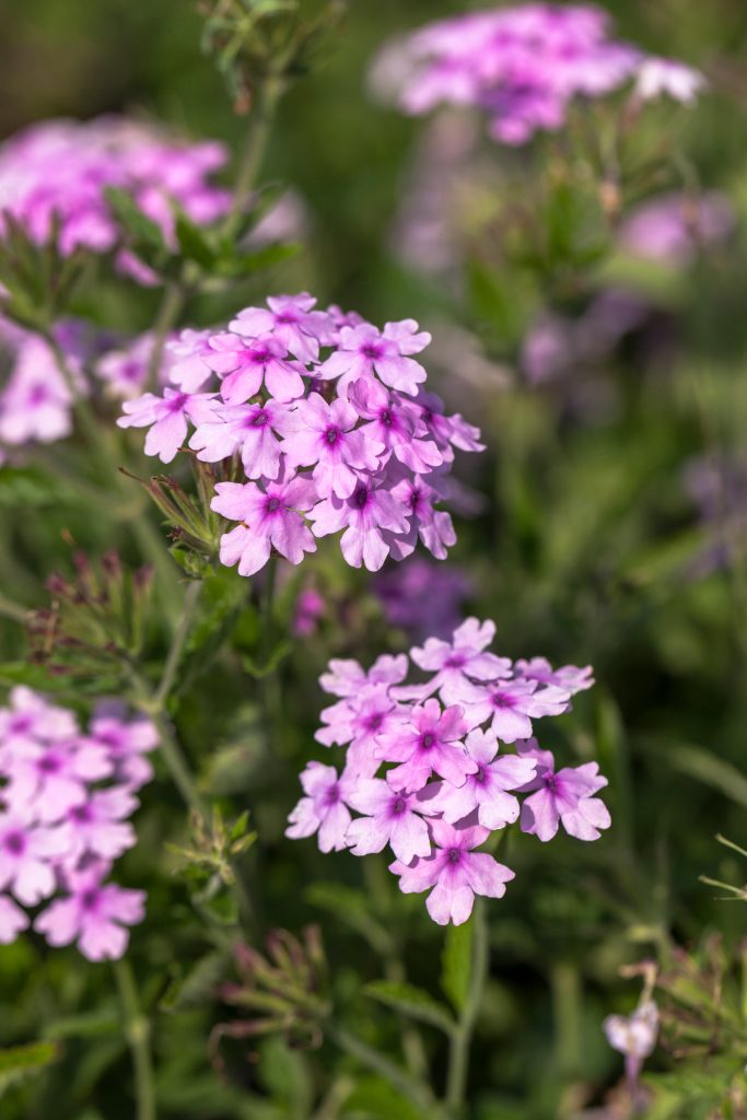 verbena 