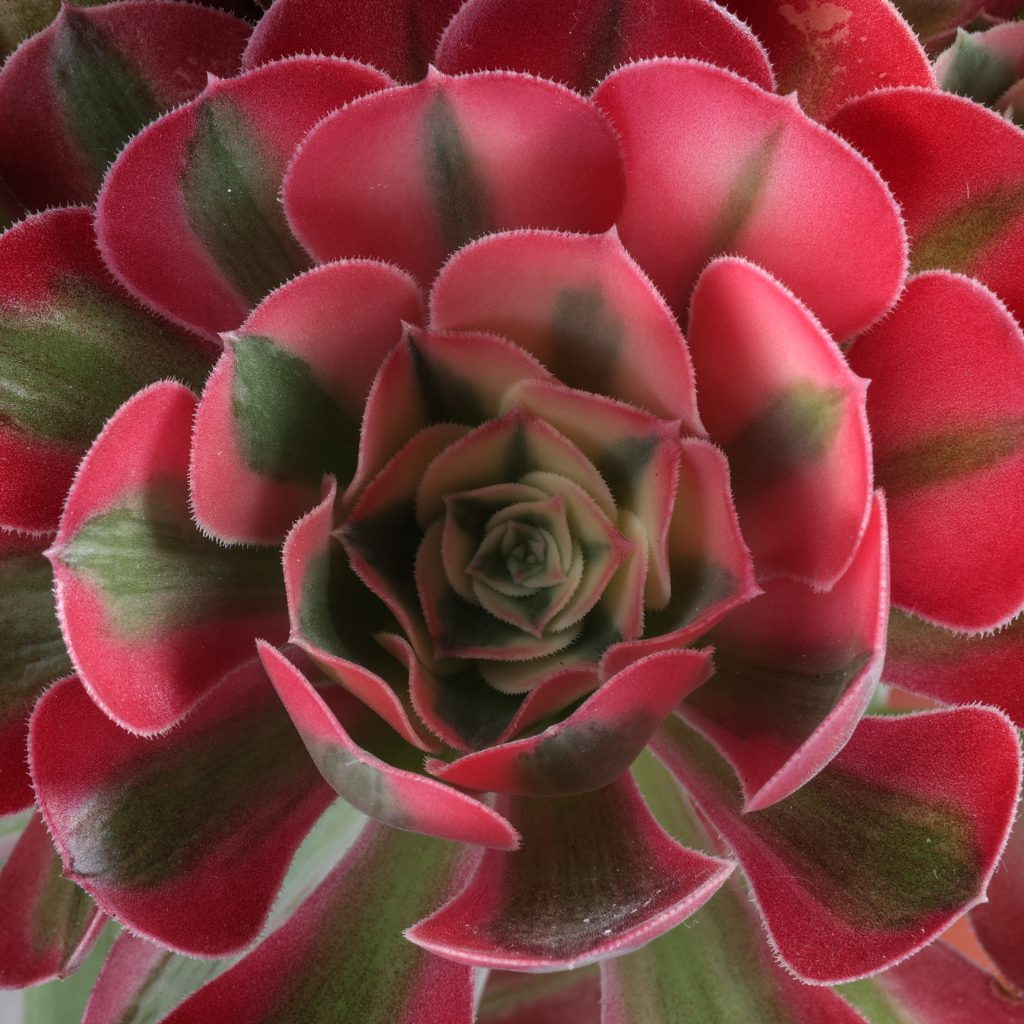 aeonium una succulenta facile da coltivare
