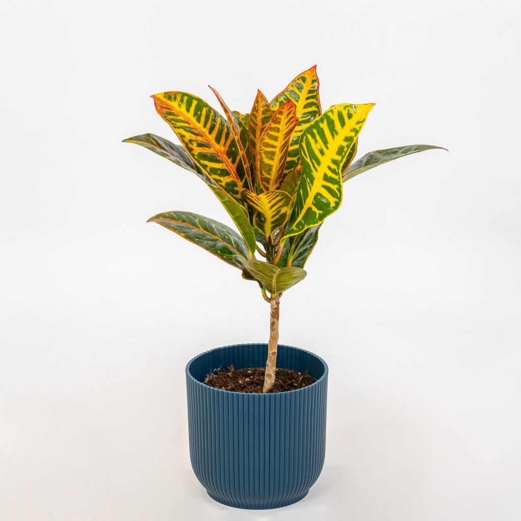 Il Codiaeum, anche chiamato croton, è una pianta tropicale facile da coltivare con i giusti consigli.