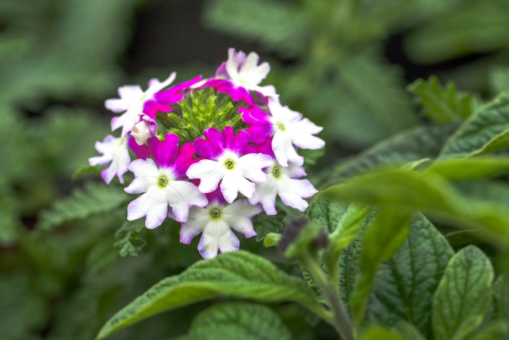 come far fiorire la verbena 