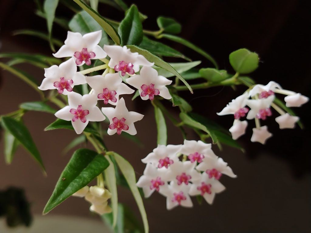 Hoya bella, detta anche "fiore di cera"