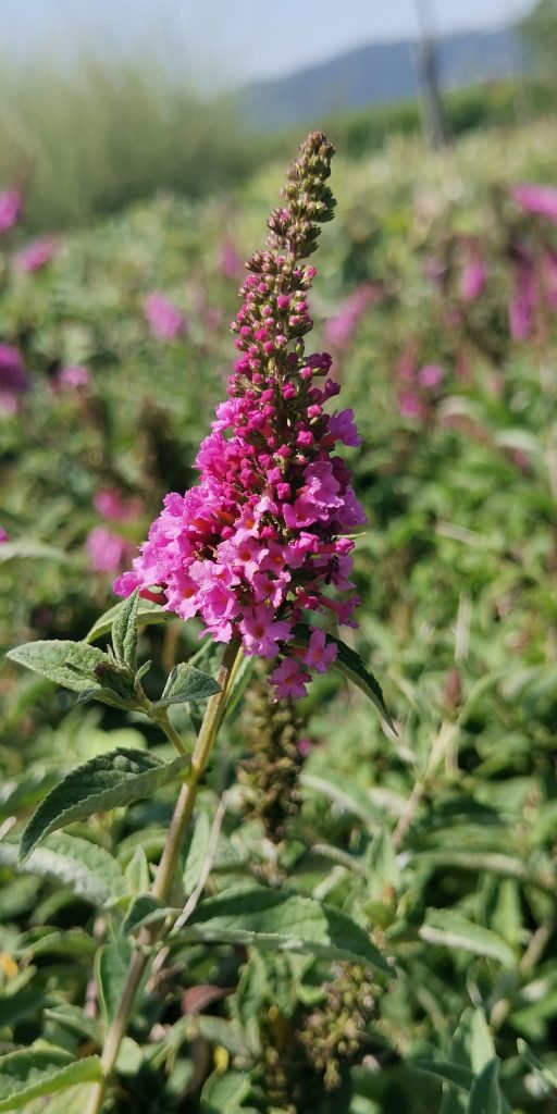 Buddleja come coltivarla 