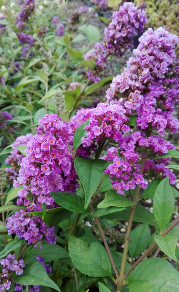 Buddleja Blue Chip, una varietà da coltivare in vaso