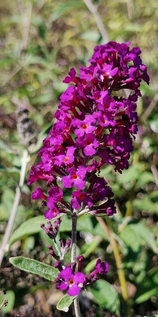 Buddleia, Miss Violet, una varierà facile da curare