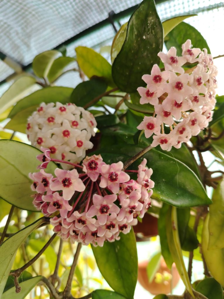 Hoya o fiore di cera