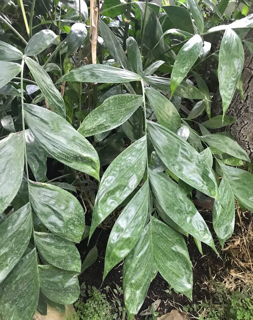 Foglie verdi sottili della Chamaedorea elegans, palma da interni elegante