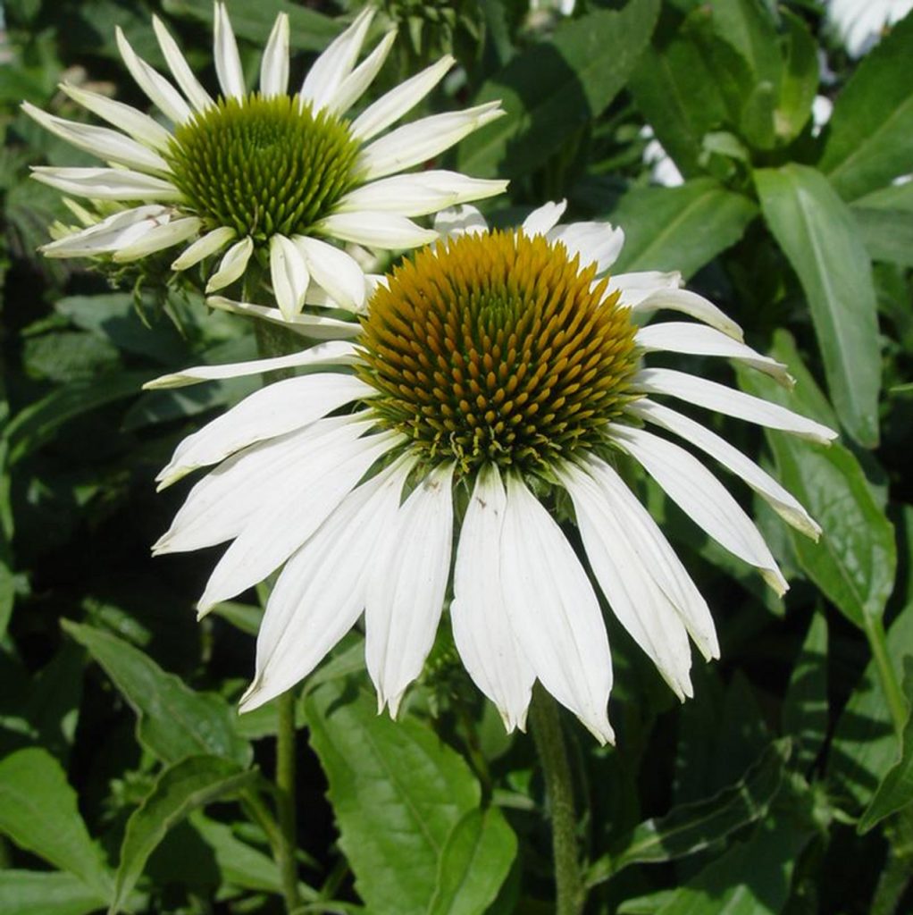 coltivare l'echinacea