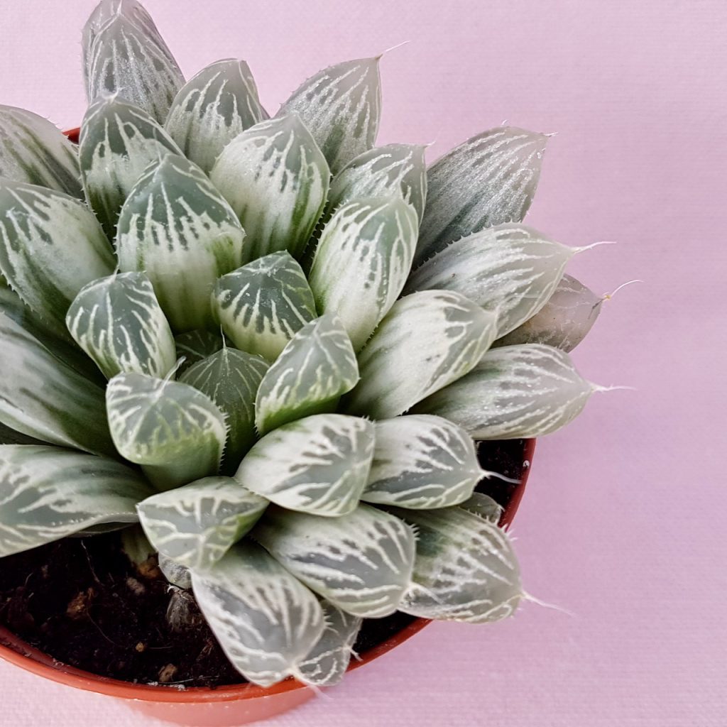 Haworthia cooperi variegata