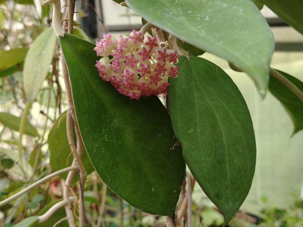 Hoya, o fiore di cera"