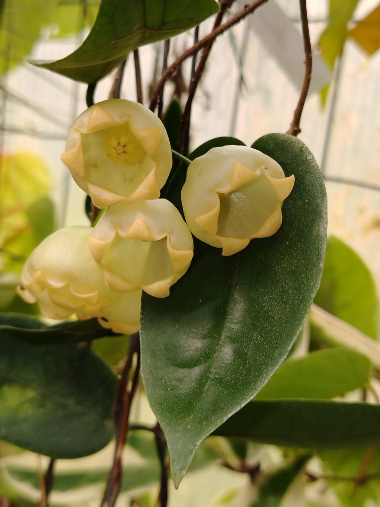 Hoya, o fiore di cera
