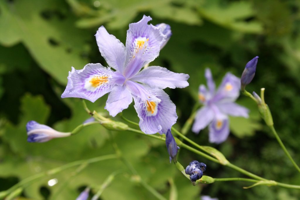 iris resistenti al gelo