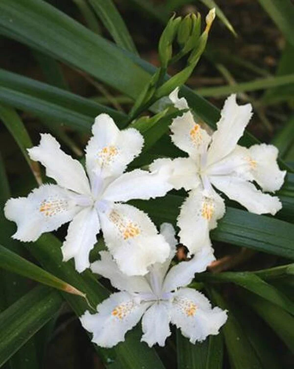 fioriture primaverili