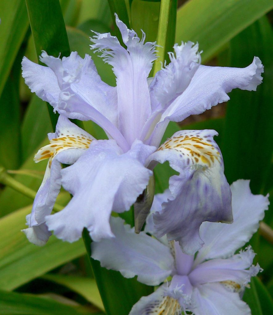 coltivare iris