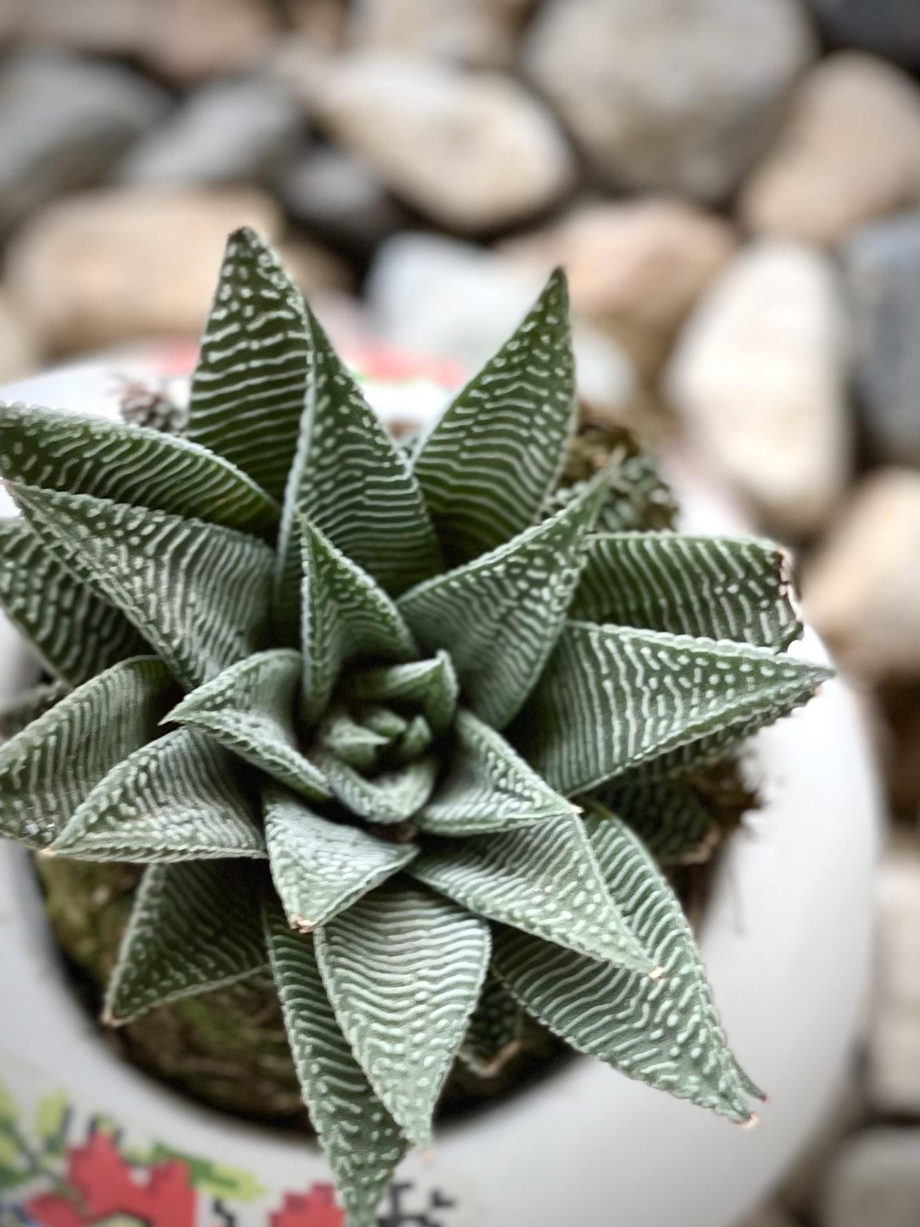 L'Haworthia, resistente e facile da curare, è perfetta per la casa. Scopri come mantenerla sana con pochi consigli.