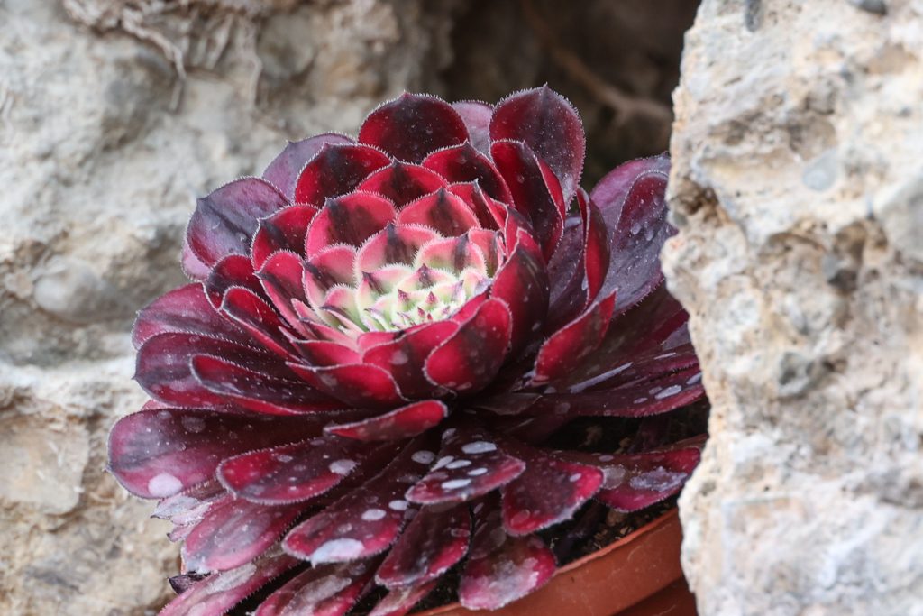 coltivare aeonium succulente facili