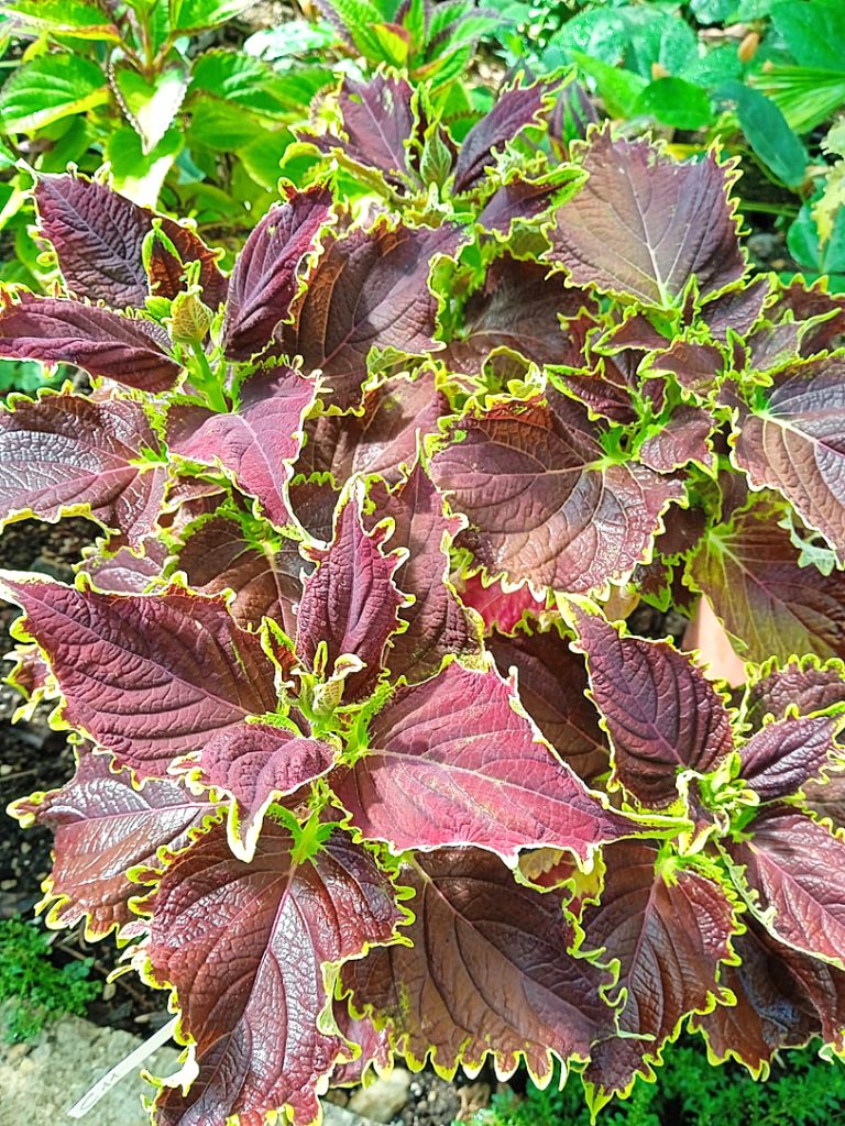 Coleus, pianta da giardino o da appartamento, come coltivarla
