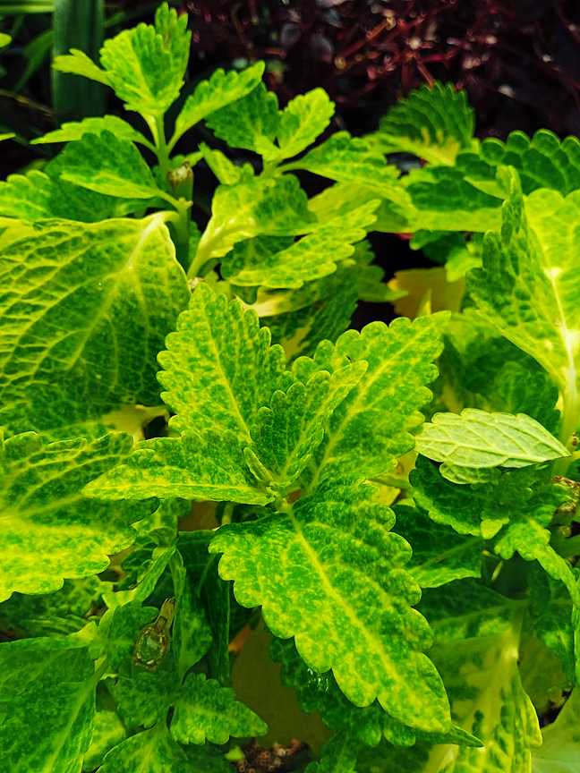 Coleus, dove metterla e come  coltivarla sana e forte.