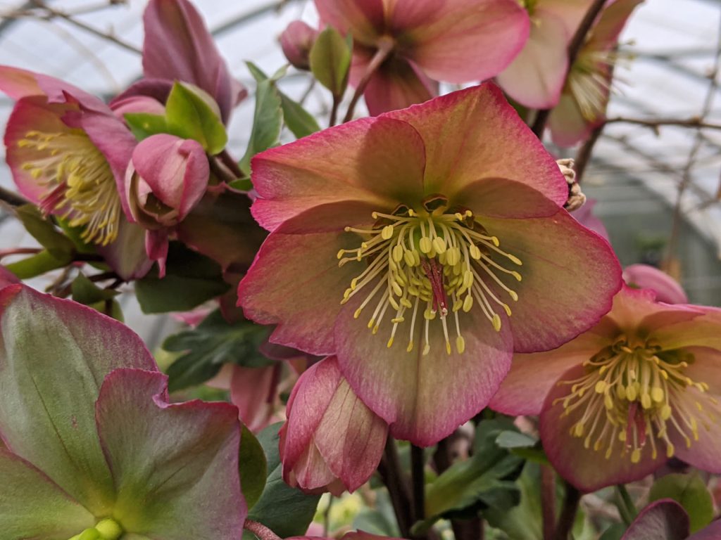 Elleboro Rosa di Natale