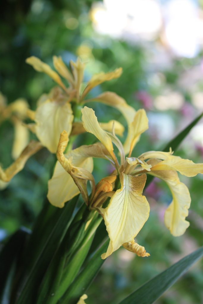  Iris in ombra