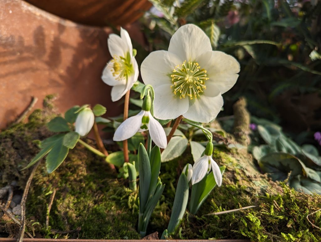 Elleboro in fiore