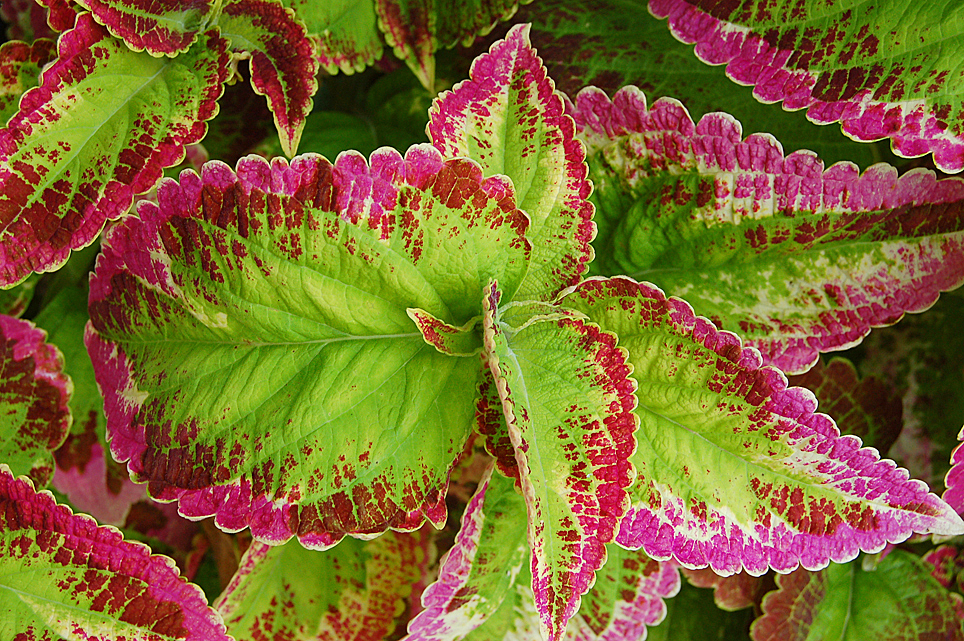 Coleus, le varietà e i consigli per curarele
