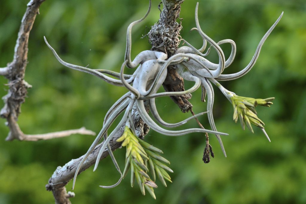 Tillandsia