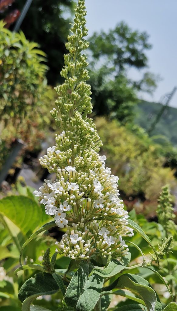 Buddleja come coltivarla 