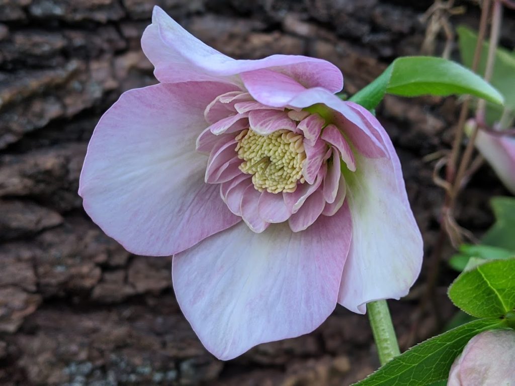 Elleboro Rosa di Natale