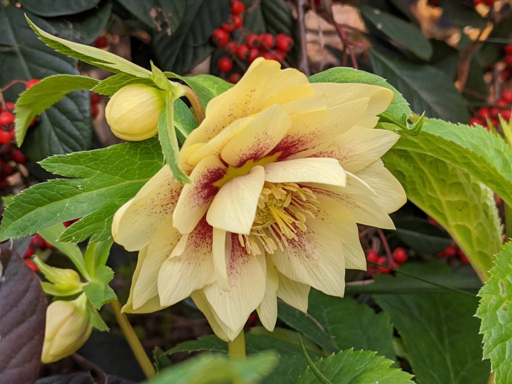 Pianta di Helleborus
