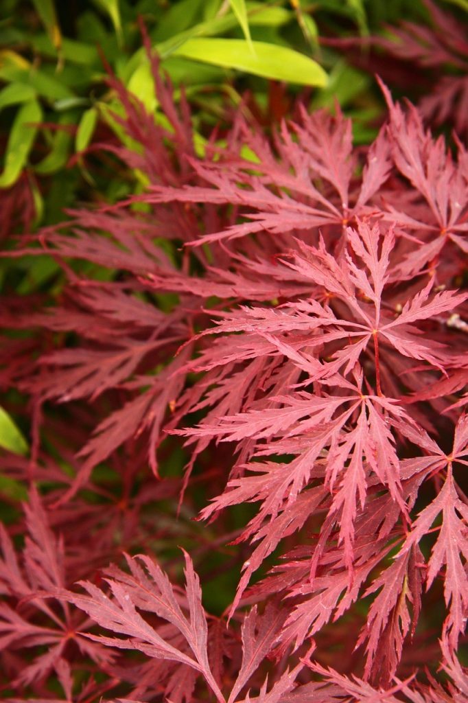 foglie acero giapponese rosse
