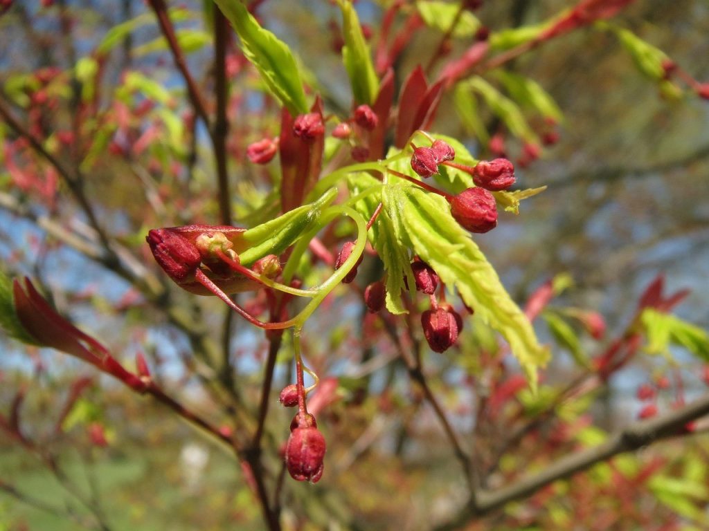 Come coltivare e moltiplicare l'acero, portando il fascino del Giappone nei tuoi giardini con pochi accorgimenti.