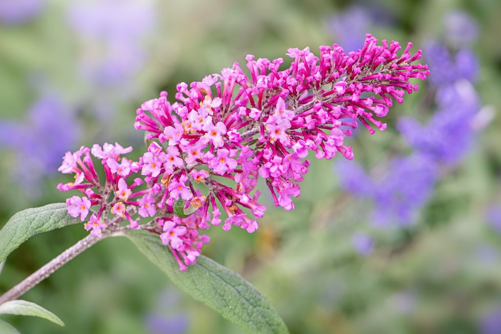 Buddleia, albero delle farfalle, cura e coltivazione