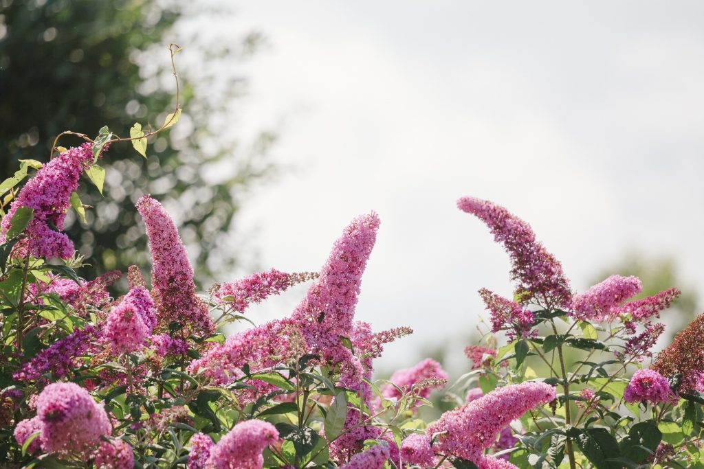 Buddleia fiori profumati in giardino