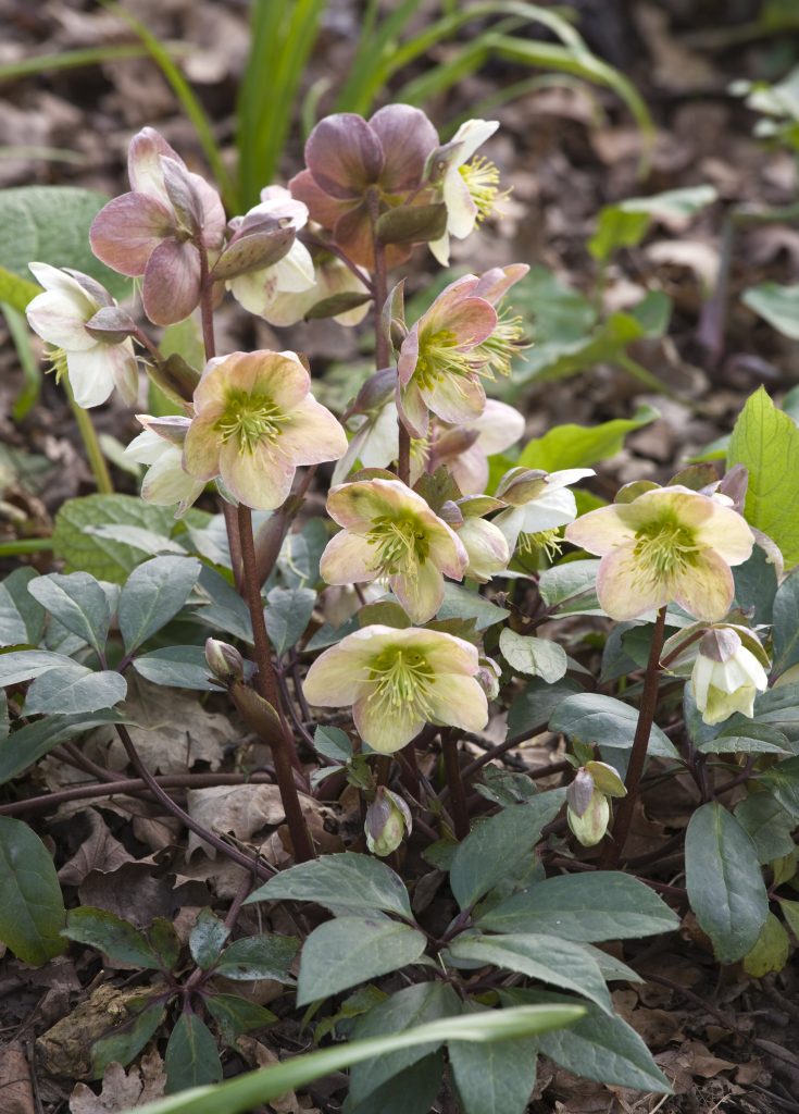 Fiori di Rosa di Natale