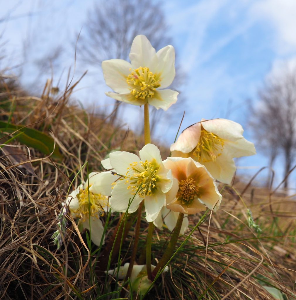 Pianta di Helleborus niger