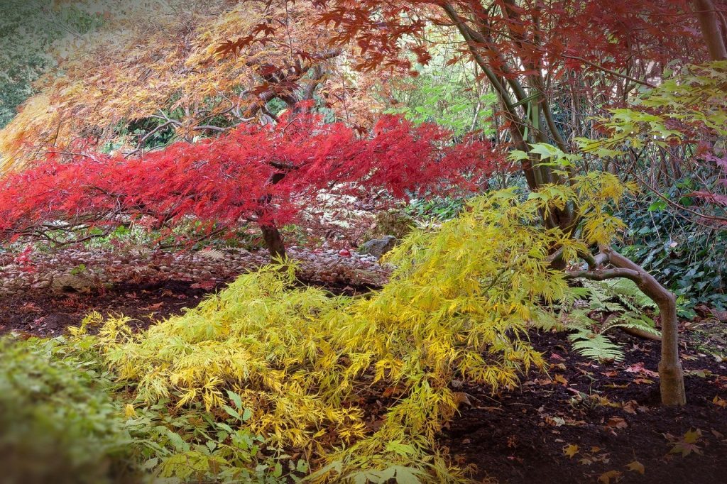 acero giapponese in autunno