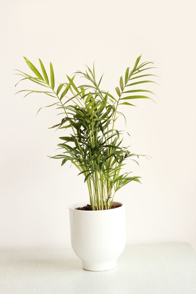 Chamaedorea e altre piante verdi d'appartamento come arredo naturale