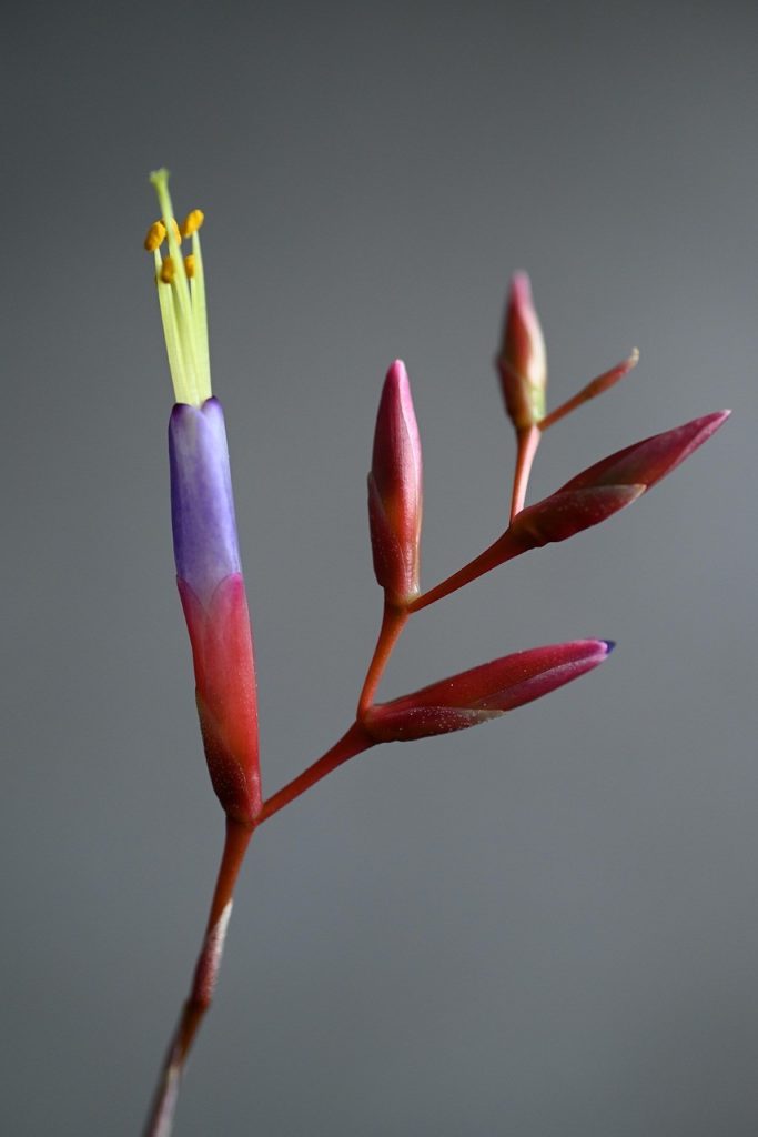 Irrigazione Tillandsia