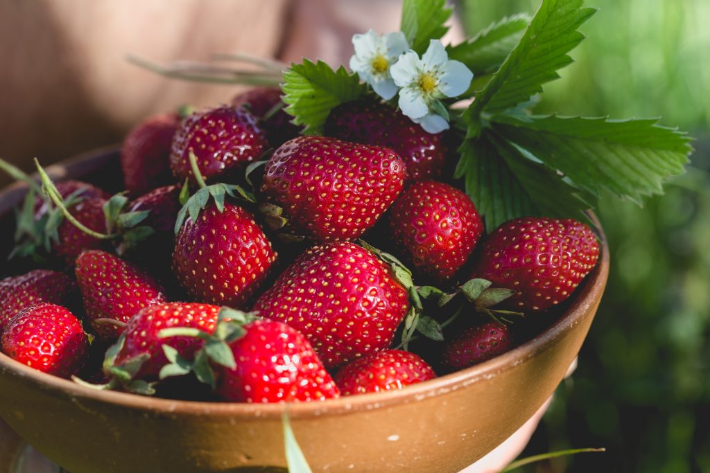 come coltivare le fragole