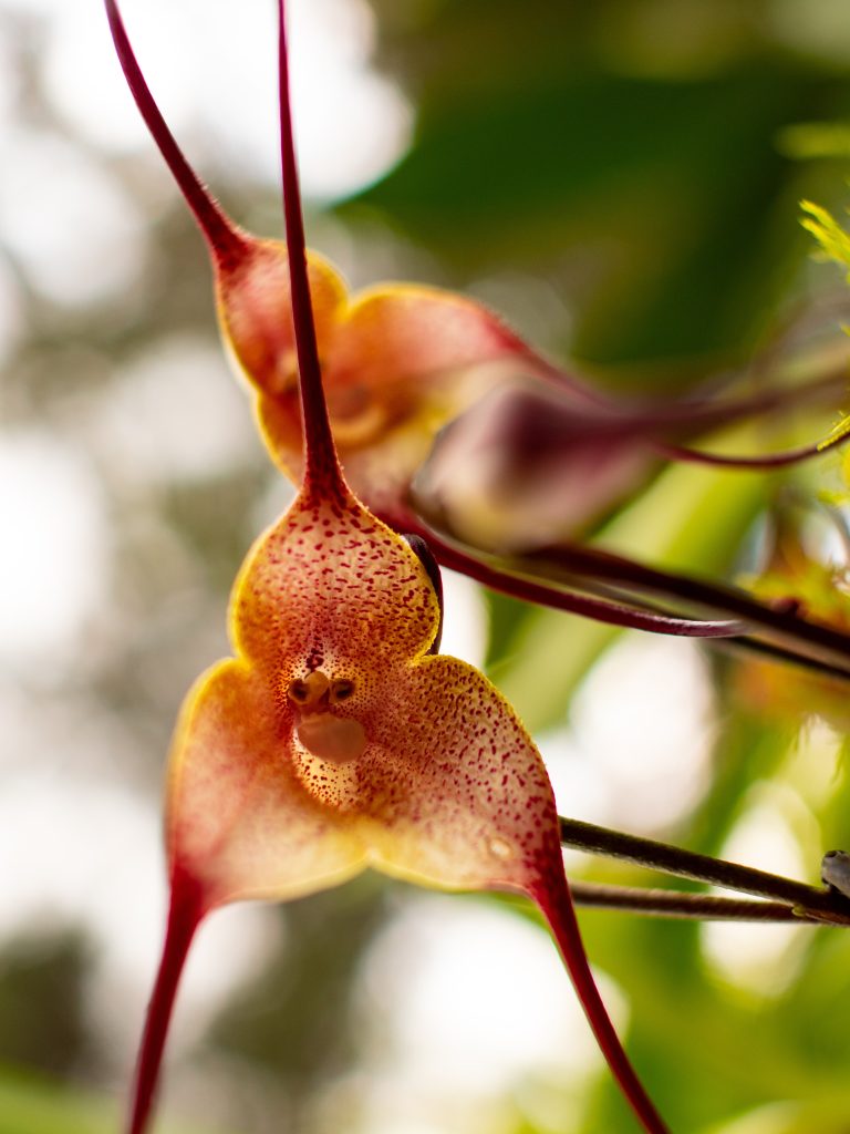 Come coltivare l'orchidea Dracula