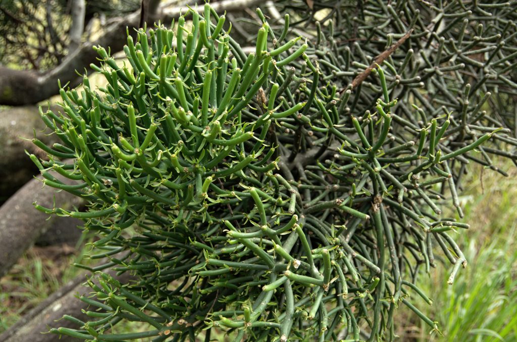 Euphorbia tirucalli è una pianta grassa facile da coltivare e bella da vedere!