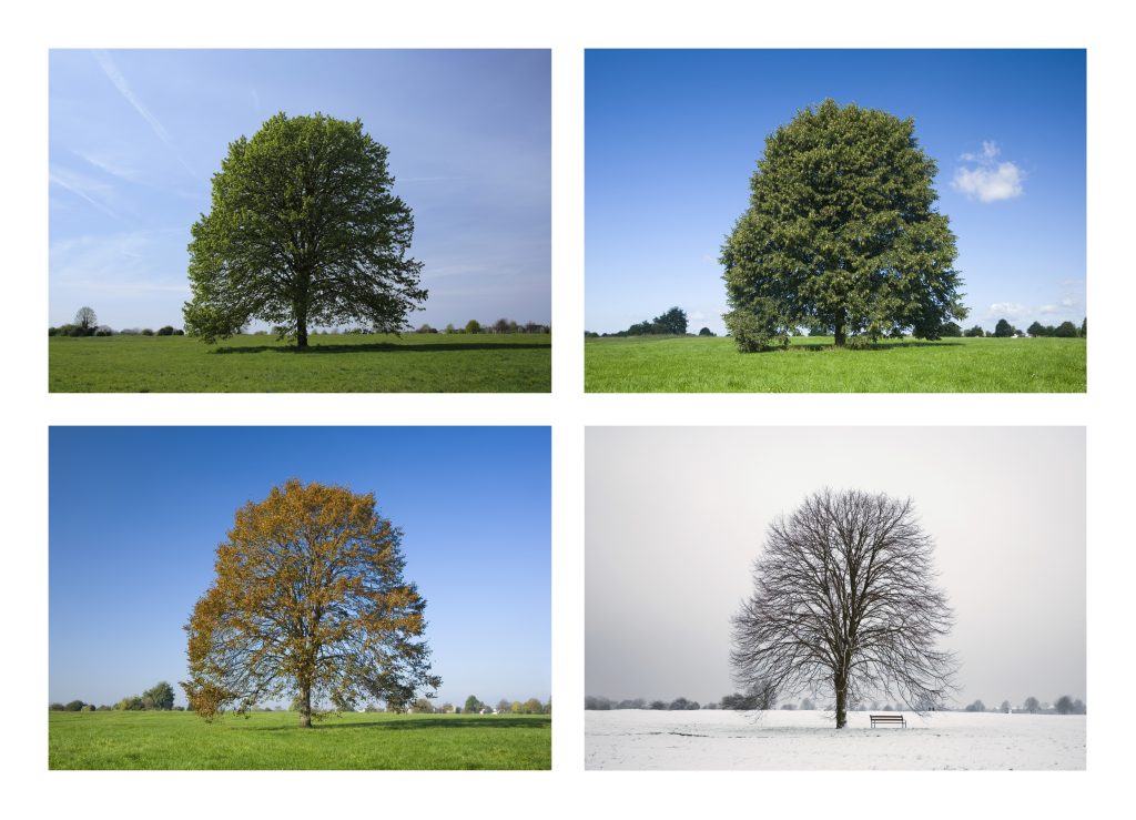 Tiglio in giardino come coltivarlo