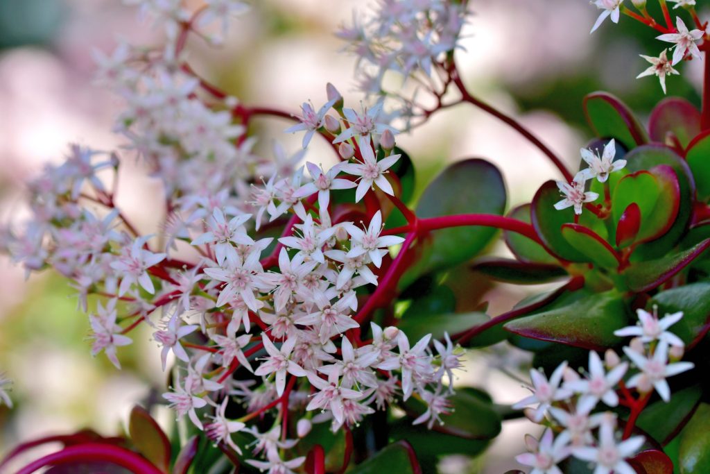 Coltivare la Crassula ovata