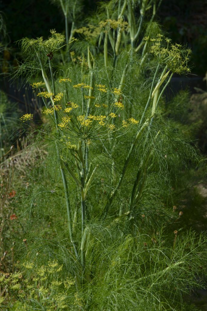 Pianta di finocchio selvatico: una pianta da tenere tra le aromatiche dell'orto