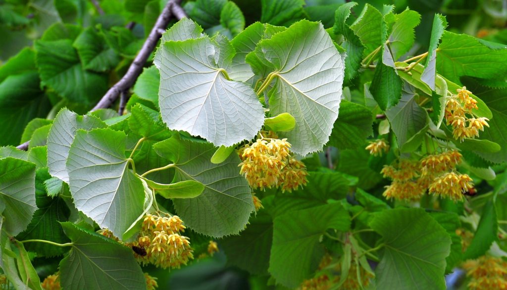 Tiglio in giardino come coltivarlo