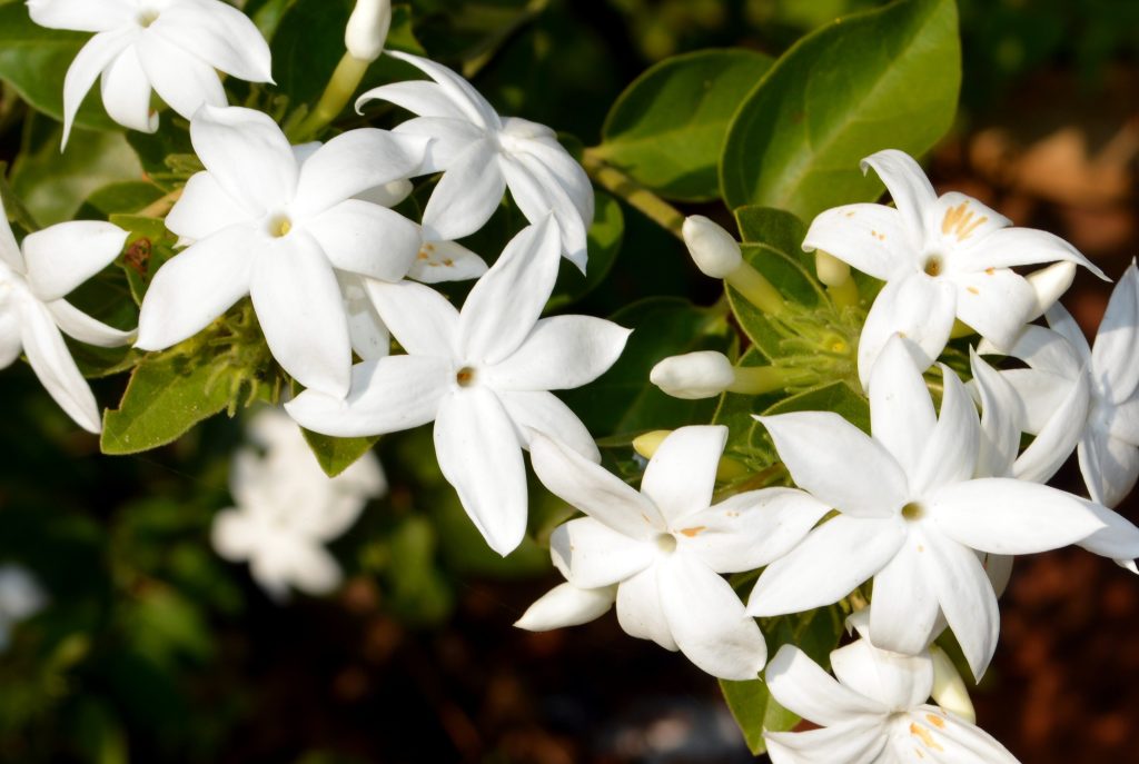 Fiore di gelsomino in vaso, resistente e profumato, ideale per decorare balconi e terrazzi.