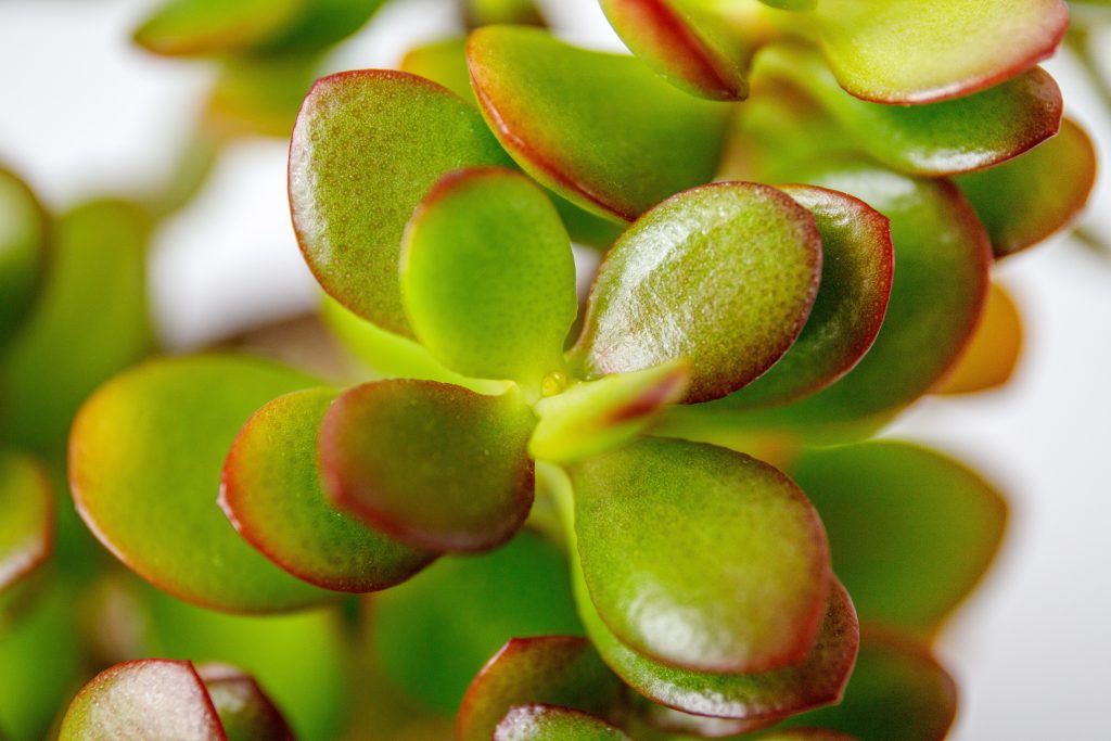 Crassula ovata ‘Red Edge’, caratterizzata da foglie spesse con margini rosso intenso