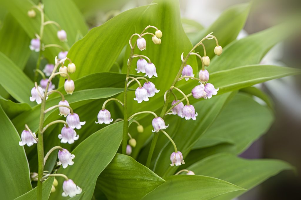 Convallaria majalis 'Rosea': tecniche e consigli per una fioritura abbondante e profumata."